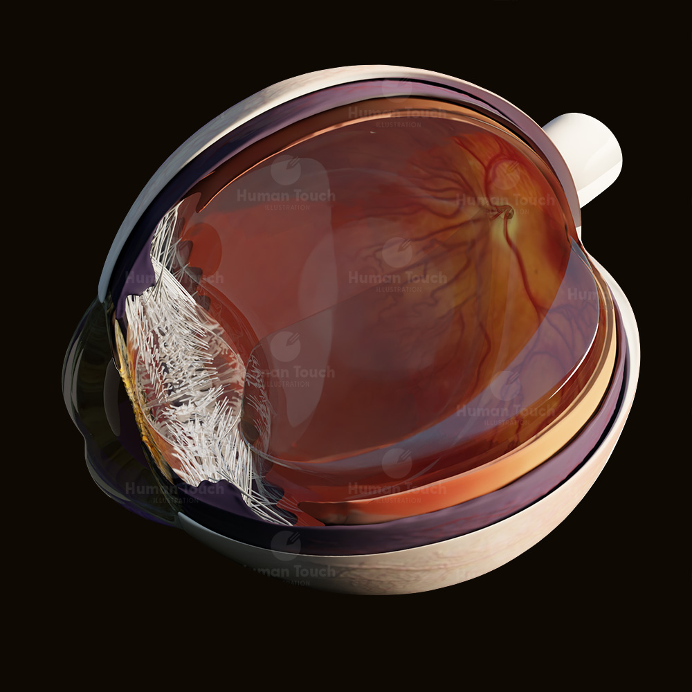 3D digital model of the human eye