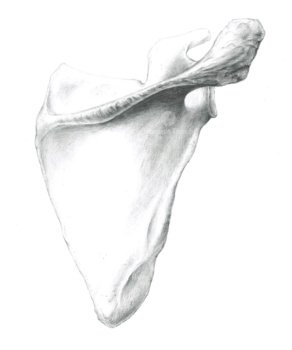 Human scapula